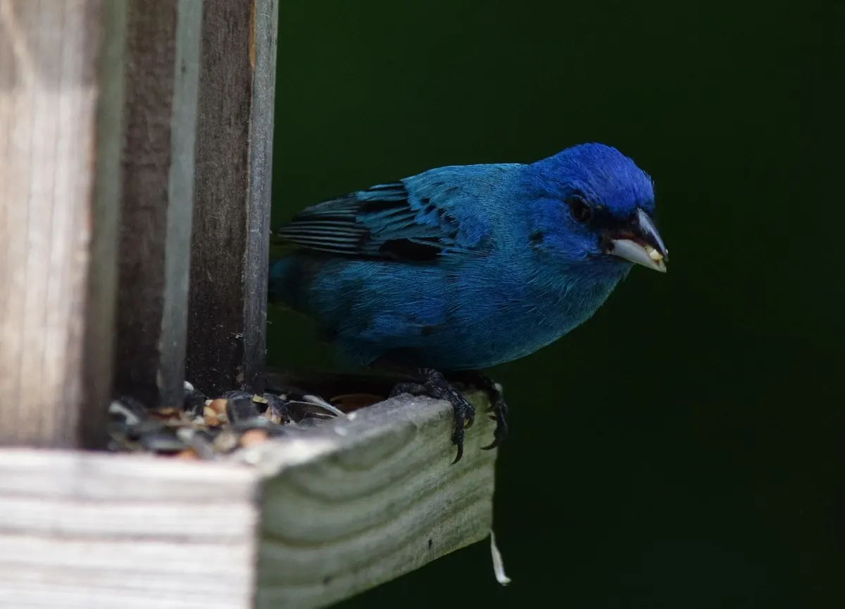 Eco-Friendly Bird Feeding: A Checklist for Sustainable Garden Wildlife