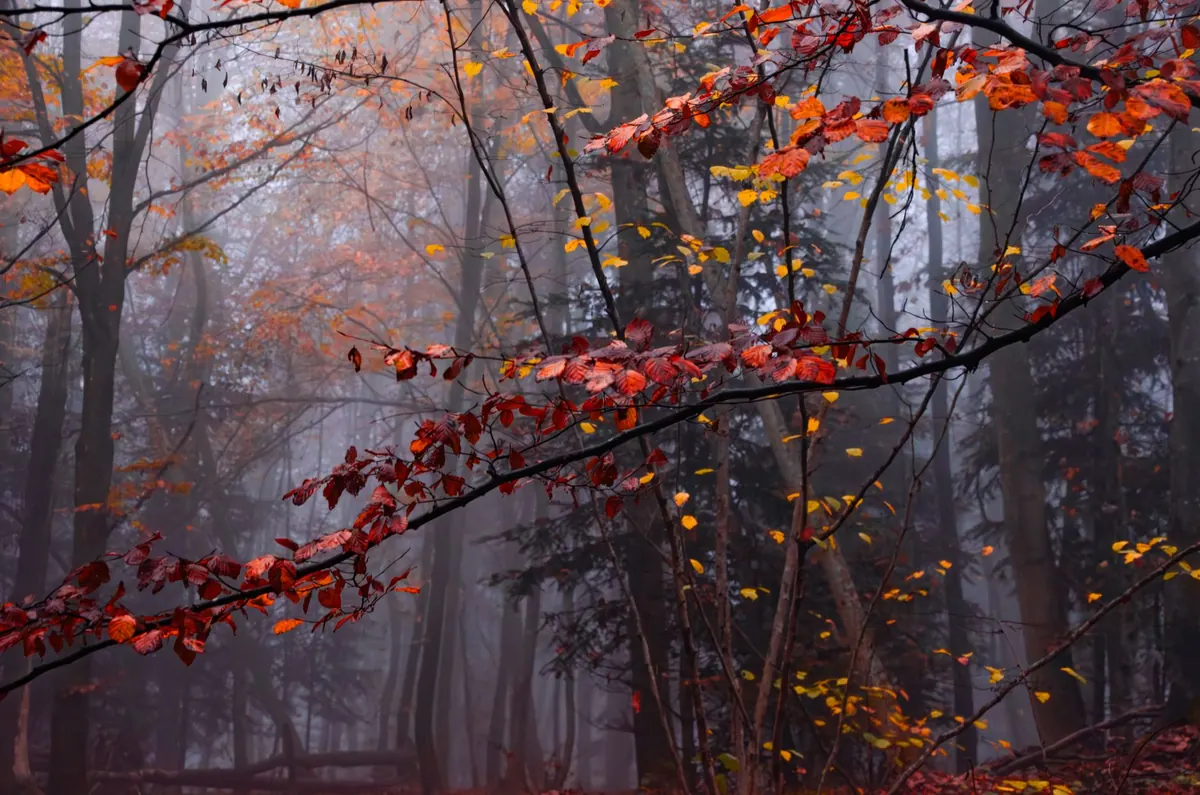 Forest Bathing in Autumn: A Seasonal Guide to Mindful Woodland Walks