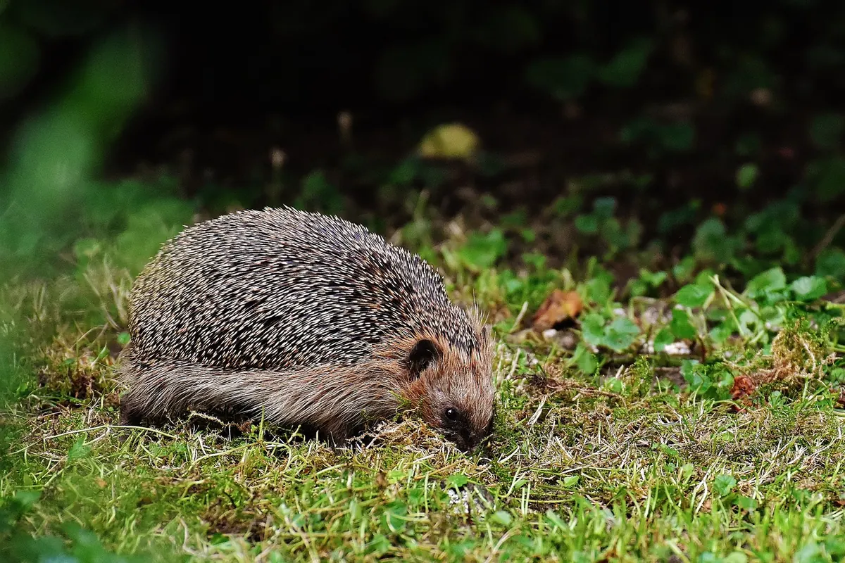How to Make a Hedgehog Highway Through Your Garden Fence