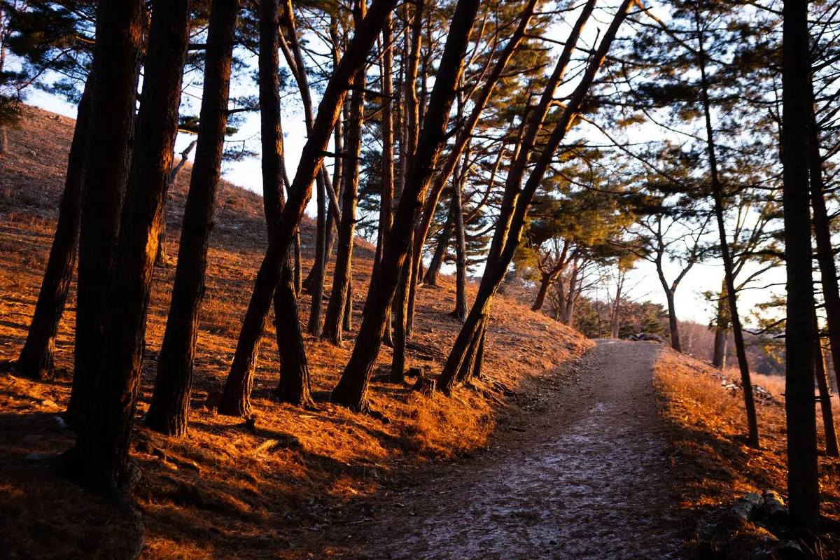 What Is Forest Bathing? A Beginner's Guide to Shinrin-Yoku in British Woodlands